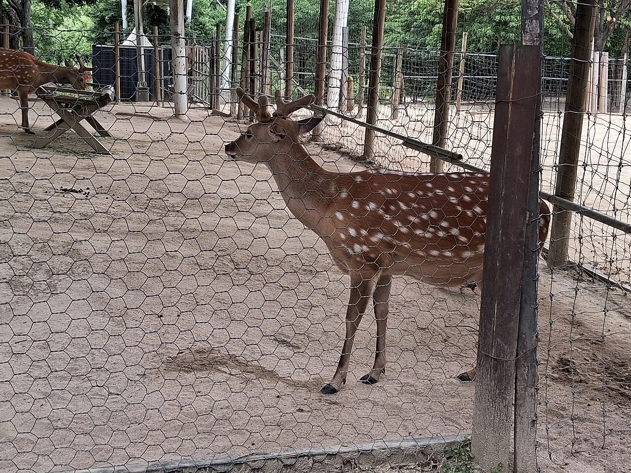 울타리 안에 서 있는 사슴