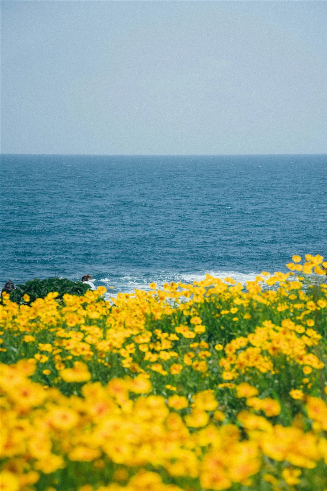 푸른 바다를 배경으로 핀 노란 꽃밭